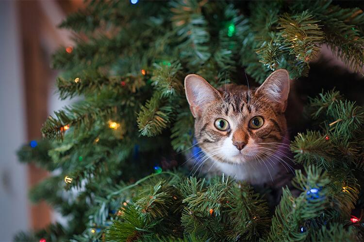 クリスマスツリーに登った猫